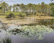 Libelle, Salamander und Kreuzotter: Leben im Feuchtgebiet