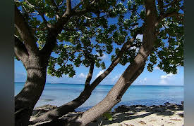 Green Paradise: French Polynesia - Blue Lagoon