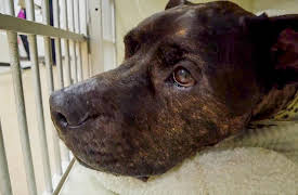 My Pet Ate What!?: That's a Wrap, Folks