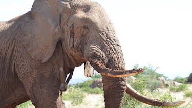 3:30 PM: Nature's Epic Journeys | BBC Two | 4/10 2026