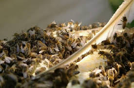 Tudor Monastery Farm: Tudor Monastery Farm