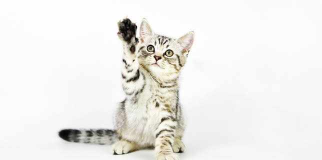 16:00: My Cat From Hell (S7 E6) (S7) | Animal Planet | 1/24 2026