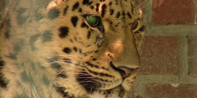 10:35: Elefant, Tiger & Co. (310) | MDR Fernsehen | 2/3 2026