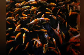 Monster Fish  Season 1: 600 lb Goldfish