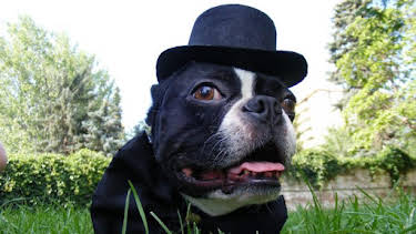 3:00 PM: Dr. Jeff: Rocky Mountain Vet (S4) | Discovery Channel | 4/8 2026