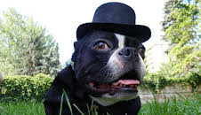 Dr. Jeff: Rocky Mountain Vet