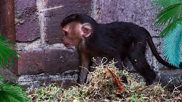 09:35: Elefant, Tiger & Co. (350) | MDR Fernsehen | 3/31 2026