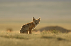 America's National Parks (Classic): Grand Canyon