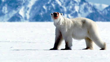 6:00 PM: Blue Planet (S1 E1) (S1) | Yesterday | 12/28 2025