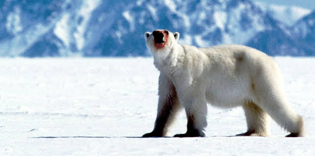 5:00 PM: Blue Planet (S1 E1) (S1) | Yesterday | 12/28 2025