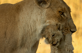 Big Cats 24/7: Baby Boom