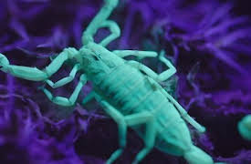 Främmande världar: Janus