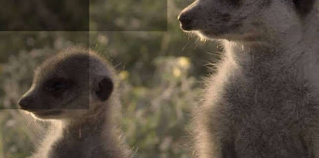 19:30: Born in Africa (S1 E2) (S1) | National Geographic Wild | 11/30 2025