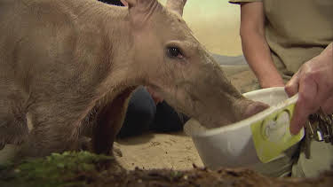 11:00: Giraffe, Erdmännchen & Co | BR Fernsehen | 4/10 2026