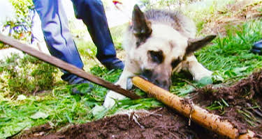 01:30: Medical Detectives - Geheimnisse der Gerichtsmedizin | VOX | 5/3 2026