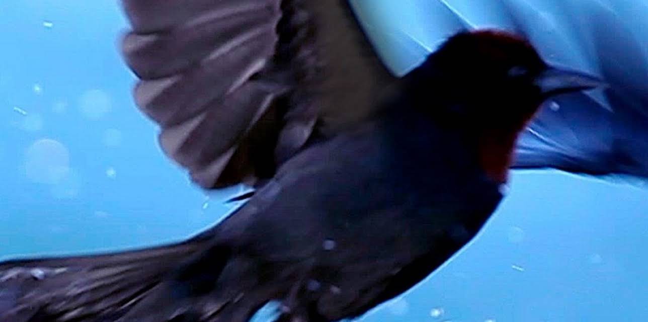 Inner Revolution (2017)