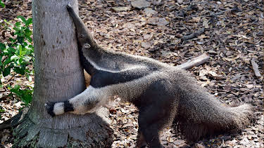17:05: Panda, Gorilla & Co. (122) | RBB Fernsehen | 4/30 2026