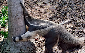 Panda, Gorilla & Co. (122)