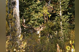 Moment Of Impact: High Mountain Combo