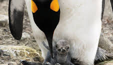 Weihnachten in der Wildnis