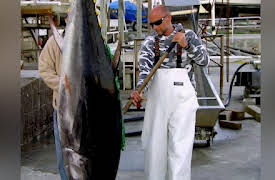 Wicked Tuna North vs. South, Season 1: Ice Ice Tuna