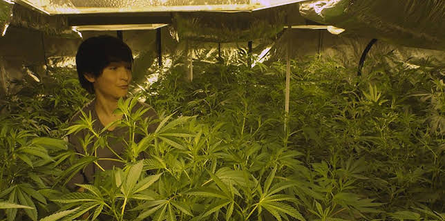 Green is Gold (2016)