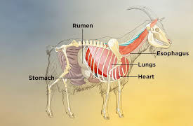 Pioneering Skills for Everyone: Modern Homesteading: Processing and Butchering Goats for Meat