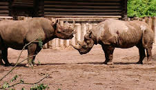 Elefant, Tiger & Co. (268)