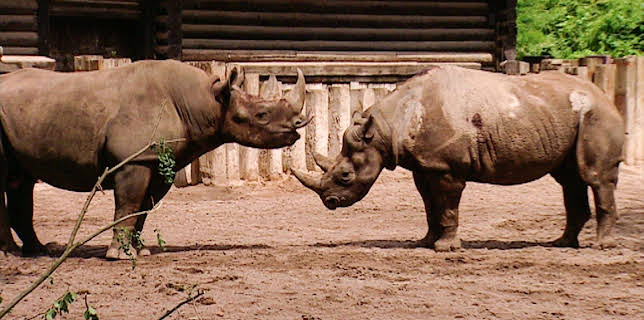 10:35: Elefant, Tiger & Co. (268) | MDR Fernsehen | 11/28 2025