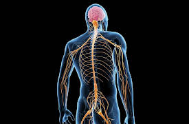 Understanding Human Emotions: How the Body and Emotions Influence One Another