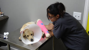 09:30: Dr. Jeff: Rocky Mountain Vet (S3 E3) (S3) | Animal Planet | 1/5 2026