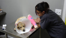 Dyrlegen i Rocky Mountain (S3 E3)