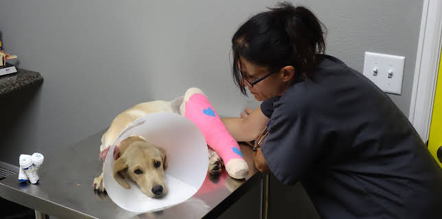 18:00: Dyrlegen i Rocky Mountain (S3 E3) (S3) | Animal Planet | 1/5 2026