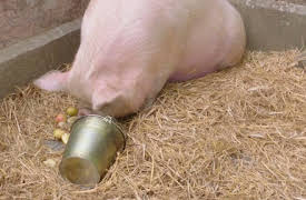 Blandings Season 1: Pig-hoo-o-o-o-ey