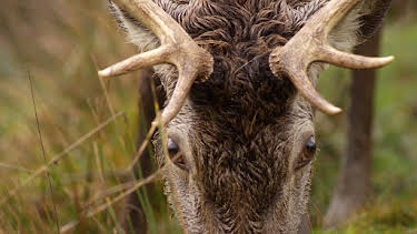 3:25 PM: Loch Lomond: A Year in the Wild (S1 E3) (S1) | Channel 5 | 6/13 2026
