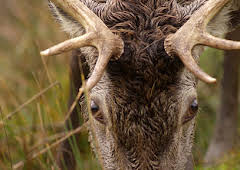 Loch Lomond: A Year in the Wild