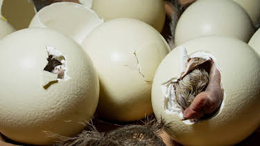 17:15: Das Ei - Aufbruch ins Leben | WDR Fernsehen | 4/5 2026