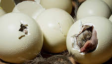 Das Ei - Aufbruch ins Leben