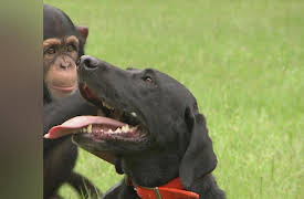 Dog's Best Friend: Episode 3