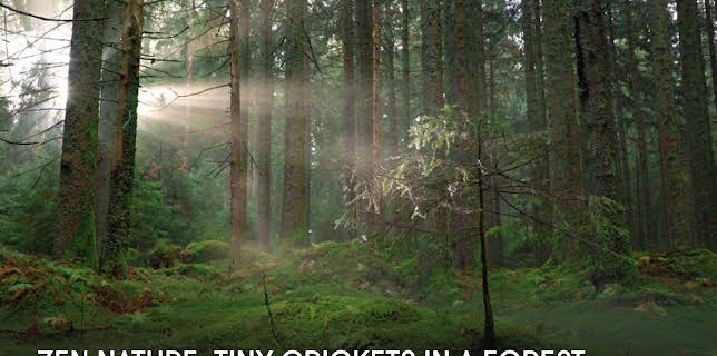Zen Nature: Tiny Crickets in a Forest (2023)