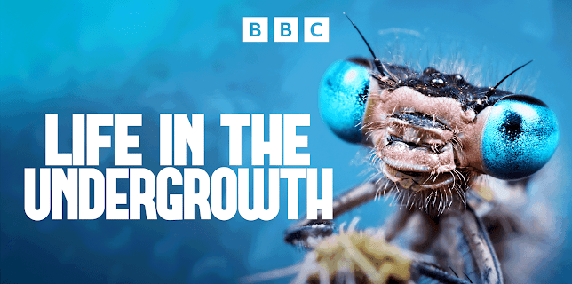Attenborough: Life in the Undergrowth