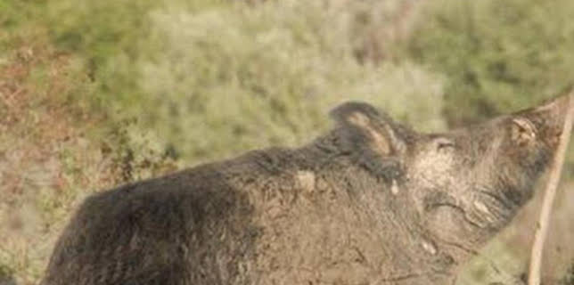 08:00: Montería de grandes jabalies en El Borbollón. 1ª parte | Caza y Pesca | 12/28 2025
