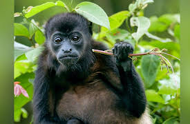 Secrets of the Rainforest: A Howling Alarm Clock