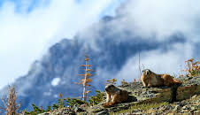 Tierische Superbauten (3/3)