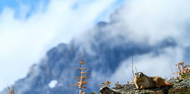 17:45: Tierische Superbauten (3/3) | 3SAT | 1/12 2026