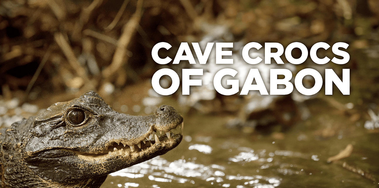 Cave Crocs Of Gabon
