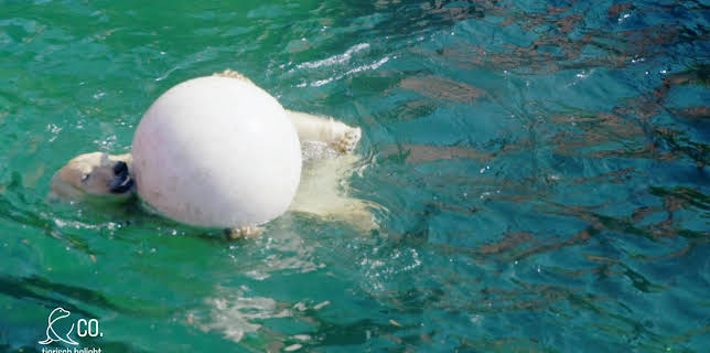 17:10: Seelöwe & Co. - tierisch beliebt (21) | Radio Bremen | 1/29 2026