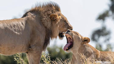 2:25 AM: Big Cats 24/7 (S2) | BBC Two | 4/11 2026