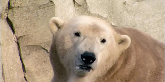 17:10: Seehund, Puma & Co. (108/215) | NDR Fernsehen | 2/25 2026