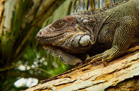 Animal Instincts: Survival Techniques